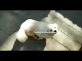 Jue Xin, Dog With No Tongue Leaves China Forever