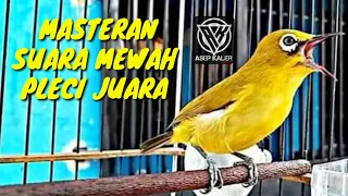 Download Masteran Wajib Pleci Juara Nasional  Kesukaan Juri, Suara Mewah Jernih mp3 MP3