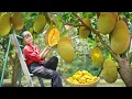 Lagu TIMELAPSE -- Harvesting 1000KG Jackfruit from Villager Go to Market Sell | Phương Countryside