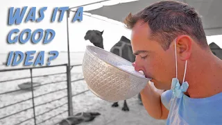 Camel Milk for Breakfast & Camping near Um Bab in Qatar