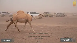 شيلة مهنا العتيبي منقية الشيخ أحمد بن حرب العطوي   تصوير بيارق الشمال   دندنها