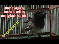 Download Lagu Pancingan Cucak Wilis Gacor Memicu Emosi Lawan Di Jamin Nyaut