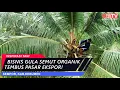 Download Lagu Bisnis Gula Semut Organik Tembus Pasar Ekspor!