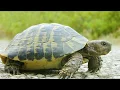 Download Lagu Turtle Sound Effects