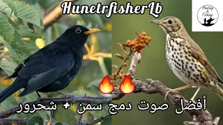 أفضل صوت صباحي وللمغيب لصيد السمن دمج صوت سمن شحرور Best Mix SongThush Blackbird Birds Hunting  أفضل صوت صباحي وللمغيب لصيد السمن دمج صوت سمن شحرور Best Mix SongThush Blackbird Birds Hunting