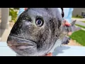 Can You Catch Big Sheepshead In The Summer
