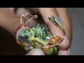 Thinking of a Pet Turtle Here Are the 7 Best Small Species