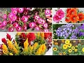 Download Lagu 49+ BEST WINTER Flowering Plants To GROW From SEEDS In Aug-Sep!