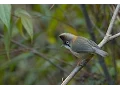 The Black-chinned yuhina a bird video.