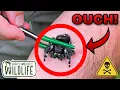 JUMPING Spider BITE ARE They DANGEROUS