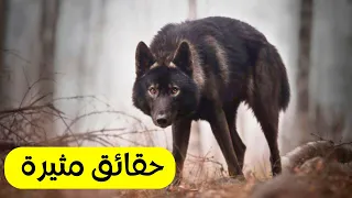 أضخم وأقوى الذئاب في العالم وحقائق مثيرة عنها