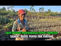 Download Lagu SANGAT BAGUS PERTUBUHAN DAUN BAWANG MENGGUNAKAN PUPUK FREMETASI KOTORAN KAMBING
