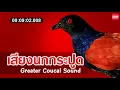 Download Lagu เสียงนกกระปูด Greater coual sound ใหม่ล่าสุด (Tiếng Chim Bìm Bịp) Burung bubut