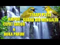 Download Lagu TERAPI PLECI SUARA AIR MENGALIR || \