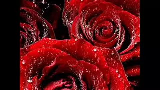 Egyptian Music Omar Khairat 100 Years Of Cinema 