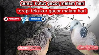 Download SUARA PERKUTUT VS TEKUKUR GACOR MALAM HARI, TERBUKTI AMPUH!! MP3