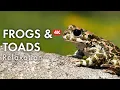 Frogs \u0026 Toads, Relaxing Music For Stress Relief