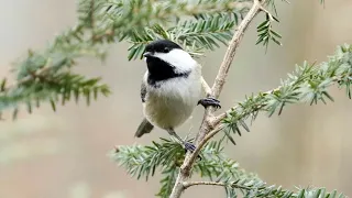 burung gelatik batu masih lestari didaerah ini