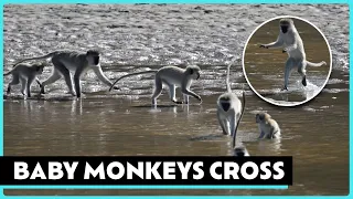 Baby Monkey Adventures!