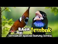 Download Lagu RAJA TEMBAK special tembakan burung lomba kasar panjang cililin vs tengkek plus air mengalir