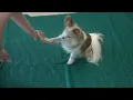 N 21 Cross your paws 1 paw