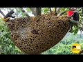 Download Lagu You Won't Believe How Farmers Harvest Millions of tons of Honey from dangerous cliffs