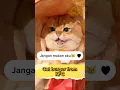 Download Lagu Memesan Catburger dari KFC 😹 #kucinglucu #kucing #cat
