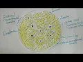 Histology of Compact Bone