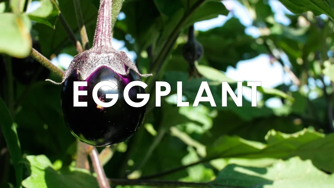 In Season Now   Eggplant