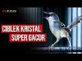 Download Lagu MASTERAN CIBLEK KRISTAL GACOR