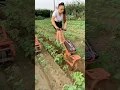 Download Lagu Portable 48-volt lithium battery weeding loose soil ditching machine electric weeding ditching..👍