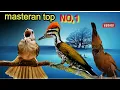 Download Lagu MASTERAN TOP NO 1 || PALING  DI CARI || cililin vs kapas tembak vs pelatuk bawang 5jam