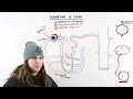 Urine Formation & Micturition