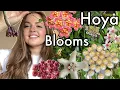 Lagu How I Get My Hoyas to Bloom \u0026 General Care Tips