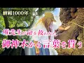 Download Lagu [Shrine Tour] Hearing the voice of the sacred tree over 1000 years old that saved Yui-sensei's li...
