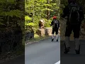 Download Lagu motorcycle driver gives food to a bear! transfagarasan pass!