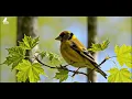 Peaceful Nature Sounds 🐦 Gentle Piano & Birdsong for Deep Relaxation