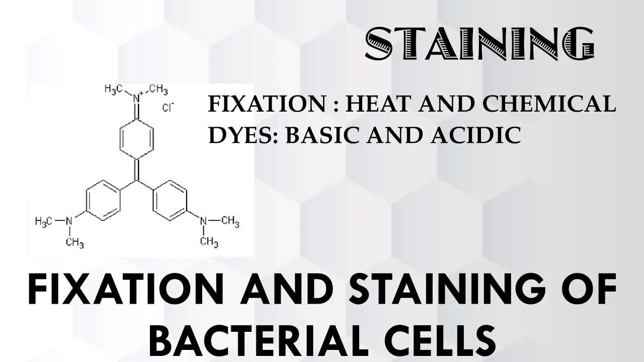 Staining method: Fixation & staining of Bacterial cells/Heat & Chemical fixation/Basic & acidic dyes