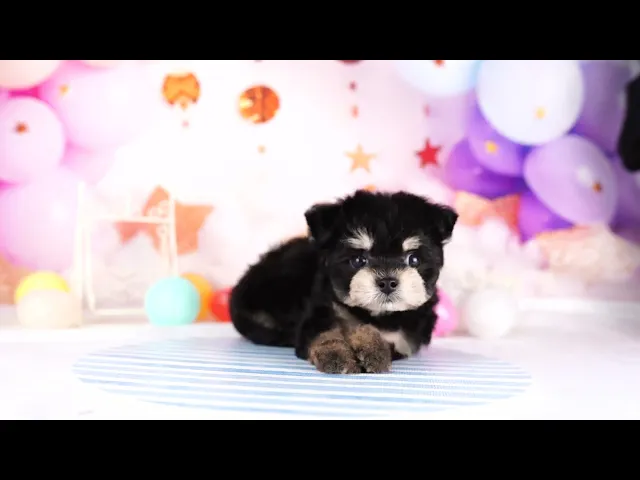 動画