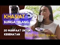 Download Lagu 20 Manfaat Bunga Telang [ UNGU ] Bagi Kesehatan (MATA, WAJAH, HINGGA DIABETES)