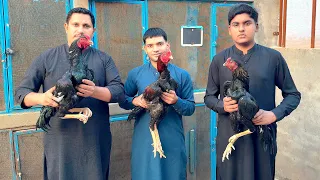 pakistani aseel murgy thai cross pakistani aseel