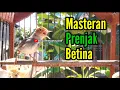 Download Lagu PRENJAK BETINA ( MASTERAN Prenjak Betina Gacor istimewa suara jernih memanggil Prenjak Jantan )