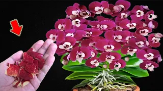 I Sprinkle 1 Spoon Orchids Grow Fast And Bloom Crazy  I Sprinkle 1 Spoon Orchids Grow Fast And Bloom Crazy
