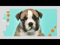 Petland Frisco McKinney Have Gorgeous Puppies