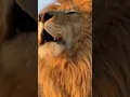 Nakal Utar Ke Kabhi Koi Kutta Sher Nahi Banta | Attitude🔥🔥 Status