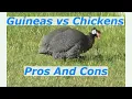 Guinea Fowl Advantages Vs Chickens And Why We Prefer Guineas