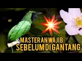 Download Lagu MASTERAN TERBAIK CUCAK IJO SEBELUM DIGANTANG DONGKRAK FIGHTER