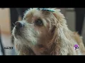 Adopting at Local Adoption center Dallas Pets Fostering
