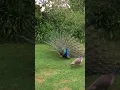Download Lagu Peacock Mating Dance