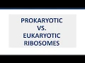 PROKARYOTIC VS EUKARYOTIC RIBOSOMES